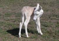 Baby donkey